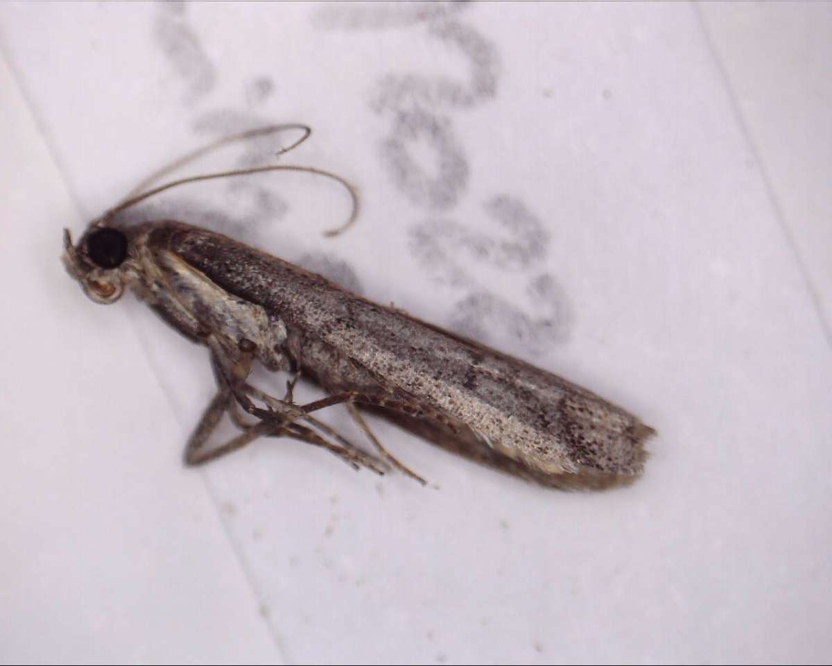 Cacao Moth (Ephestia elutella) photographed at Lyminge  by Tony King