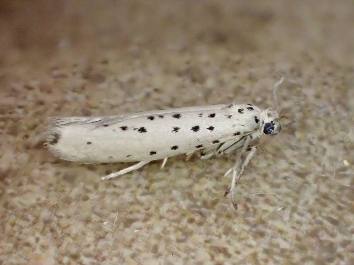 Grey Ermine (Yponomeuta sedella) photographed at Aylesham  by Dave Shenton 