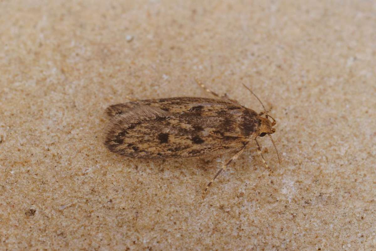 Brown House Moth (Hofmannophila pseudospretella) photographed in Kent by Antony Wren