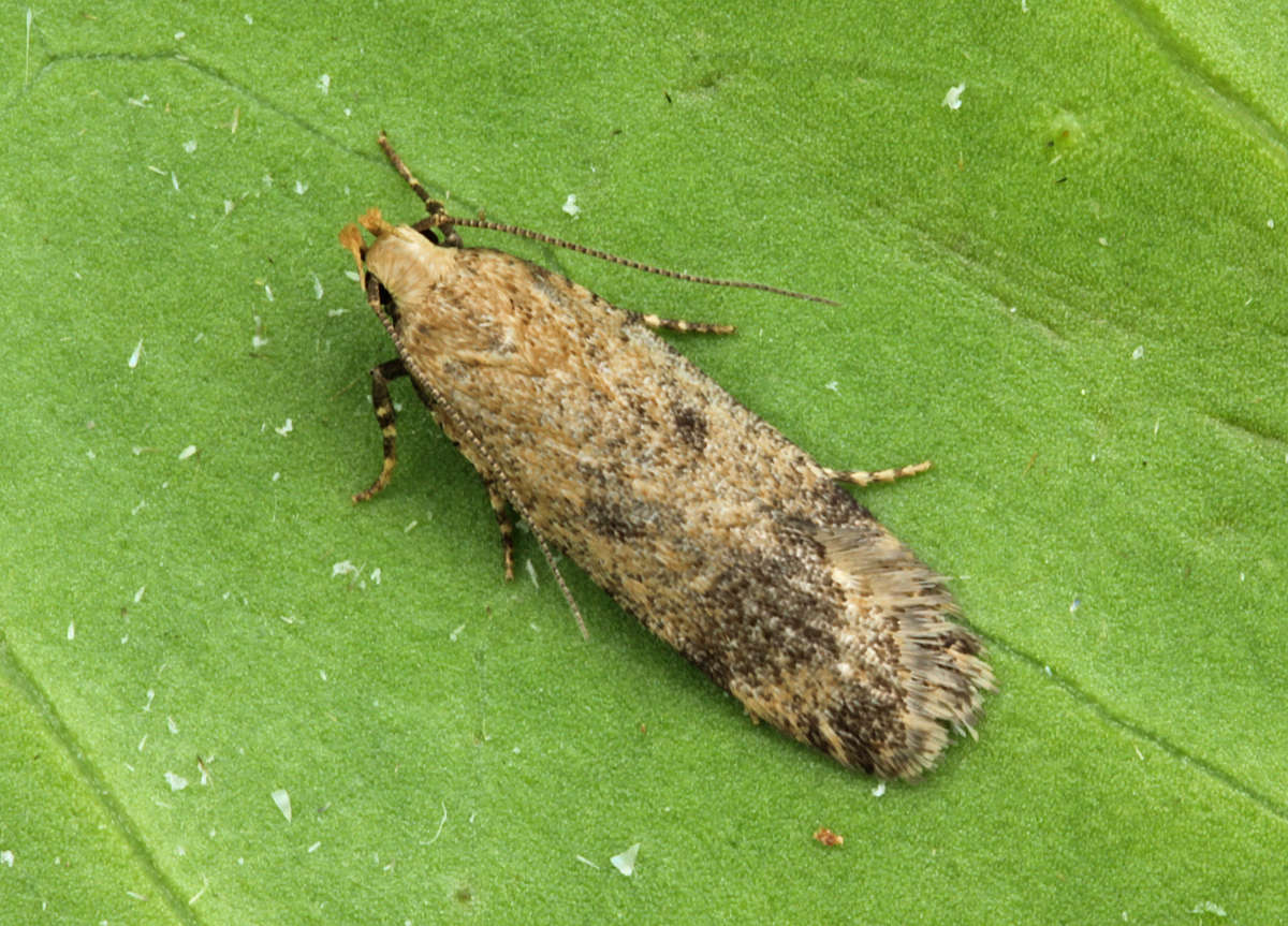 Hollyhock Seed Moth (Pexicopia malvella) photographed at Boughton-under-Blean  by Peter Maton