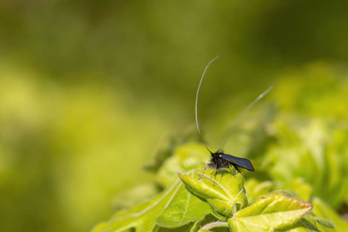 Green Long-horn (Adela reaumurella) photographed in Kent by Alex Perry