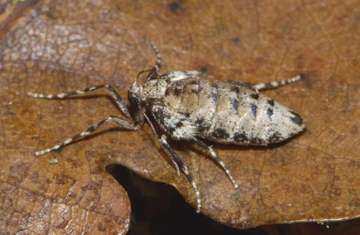 Mottled Umber (Erannis defoliaria) photographed in Kent by Alan Stubbs