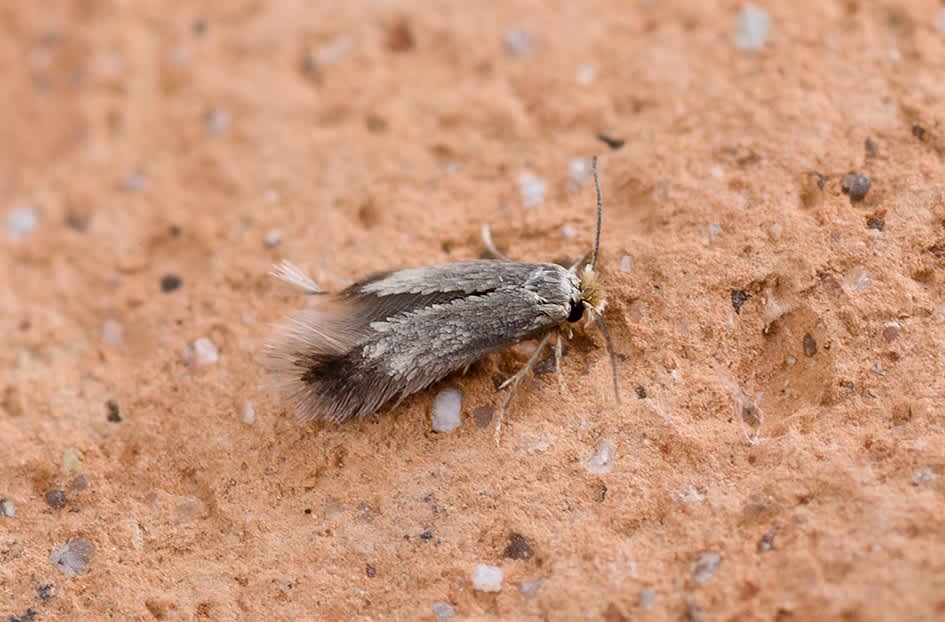 Sandhill Pigmy (Stigmella zelleriella) photographed at Sandwich Bay by Darren Taylor