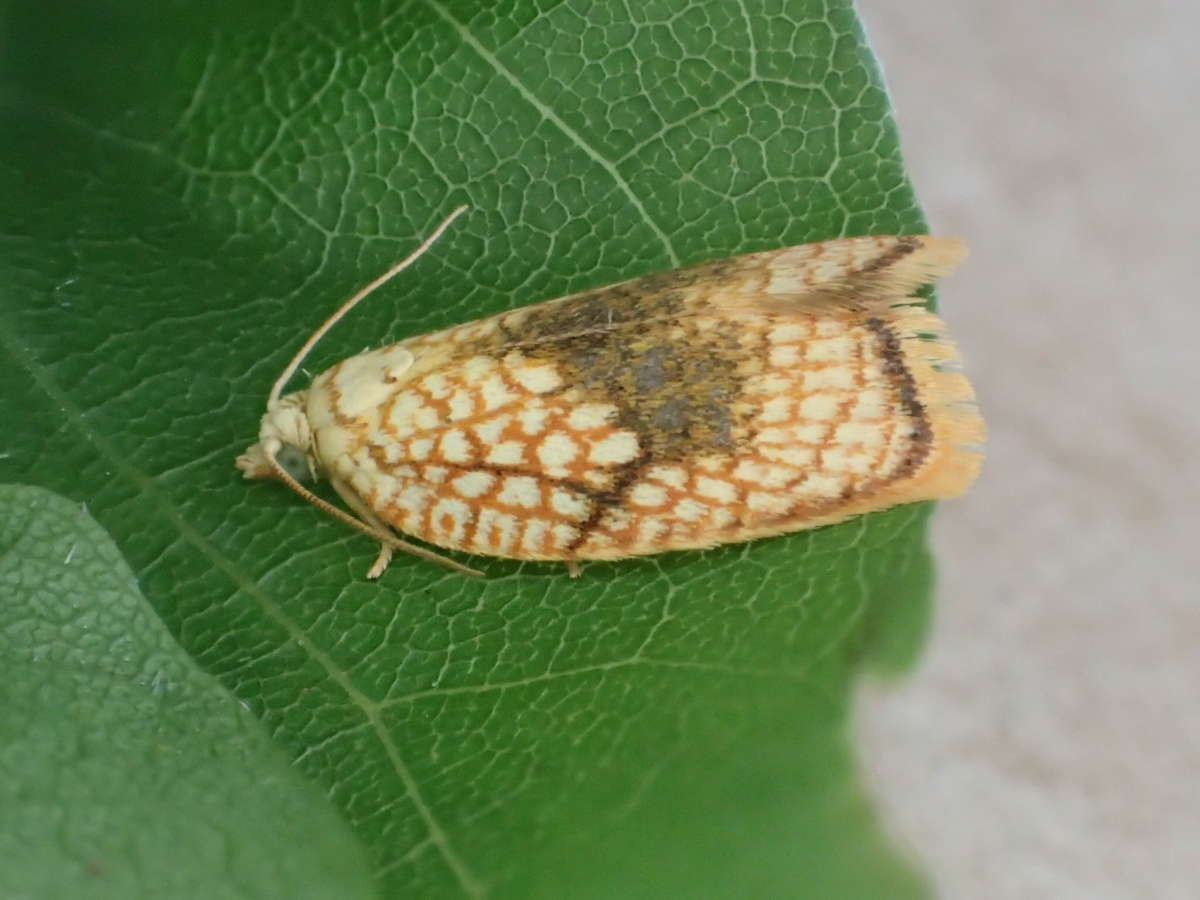 Maple Button (Acleris forsskaleana) photographed in Kent by Dave Shenton