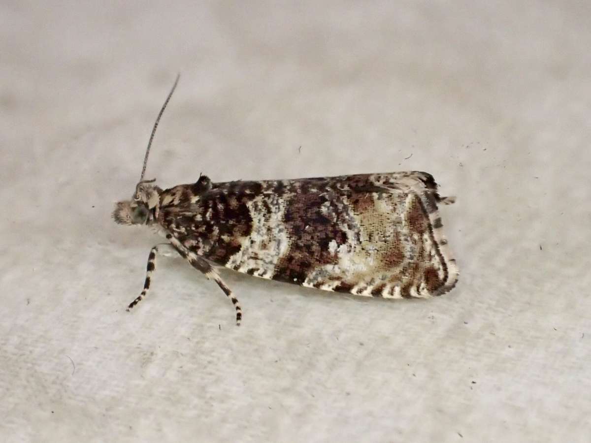 Woodland Marble (Orthotaenia undulana) photographed at Bedgebury Pinetum  by Dave Shenton 