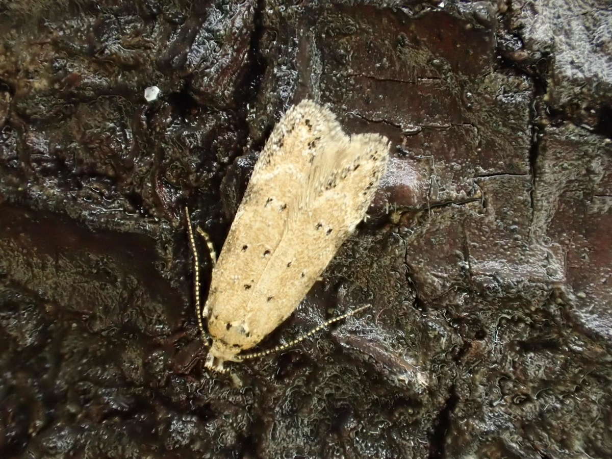 Tawny Groundling (Pseudotelphusa paripunctella) photographed at Church Wood by Dave Shenton 