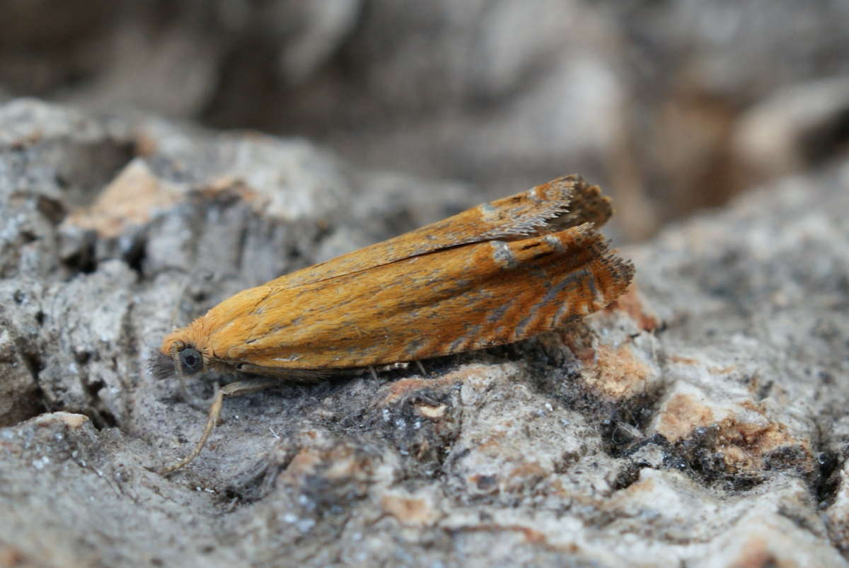 Red Piercer (Lathronympha strigana) photographed at Aylesham  by Dave Shenton 