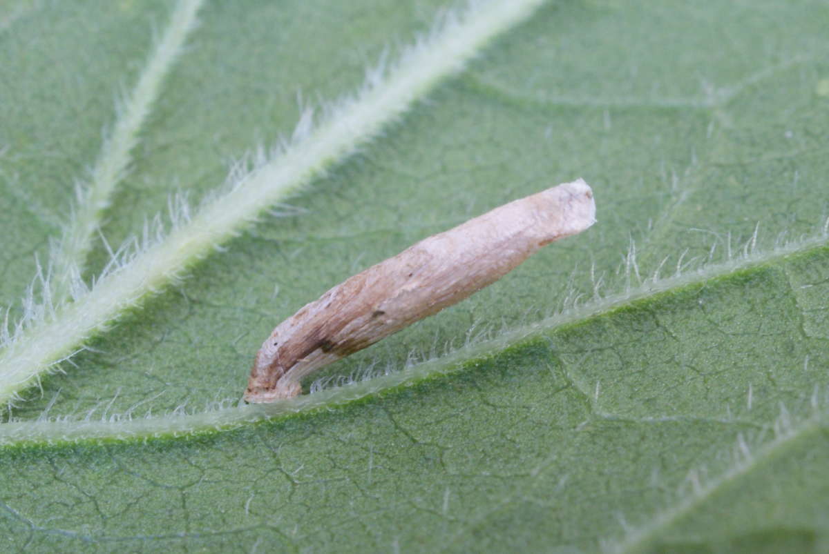 Agrimony Case-bearer (Coleophora follicularis) photographed in Kent by Dave Shenton 