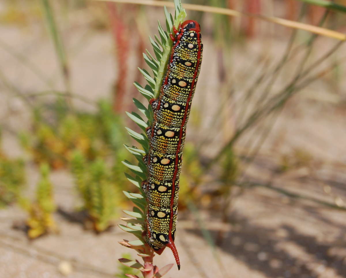 Spurge Hawk-moth (Hyles euphorbiae) photographed at Sandwich Bay by Paul Howe