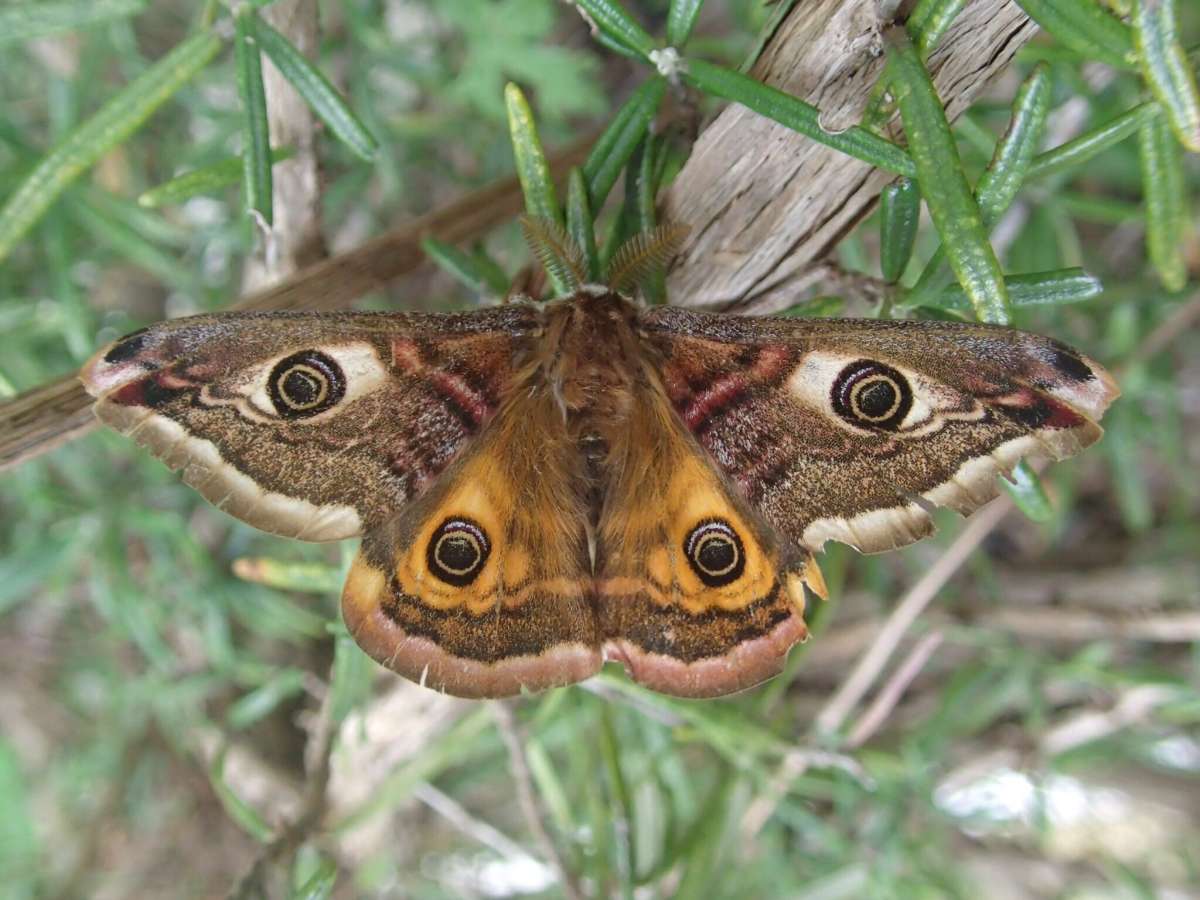 Emperor Moth (Saturnia pavonia) photographed at Pegwell Bay CP by Dave Shenton 