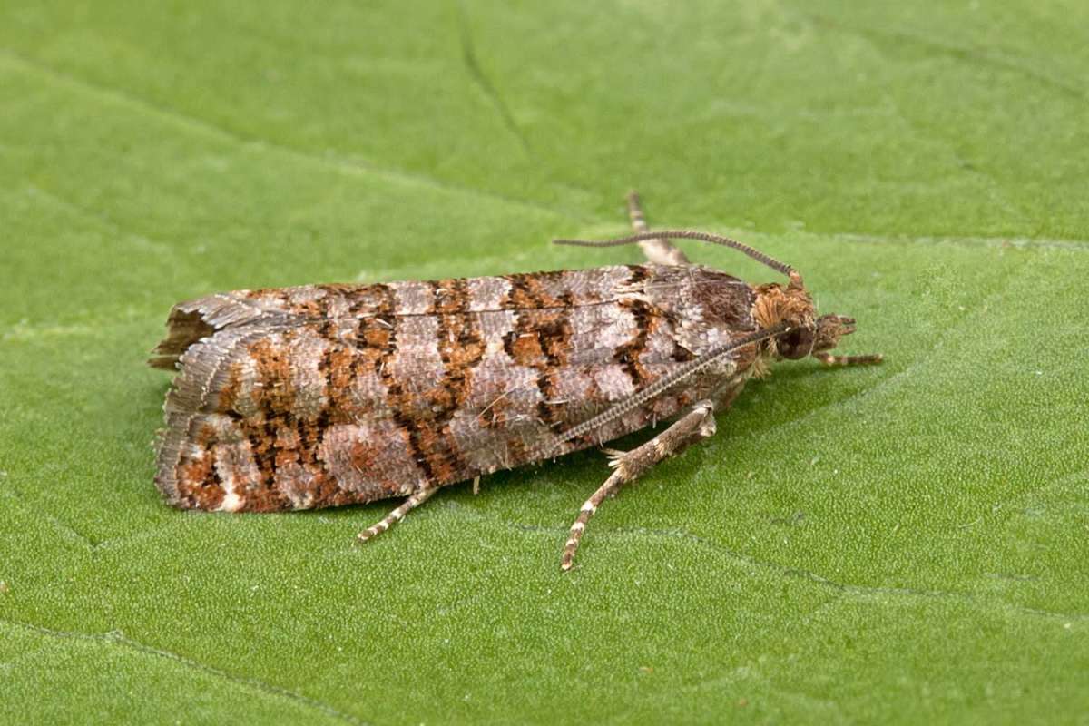 Pine Cone Tortrix (Gravitarmata margarotana) photographed in Kent by Peter Maton