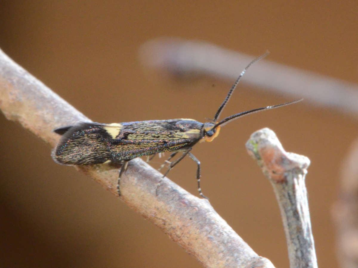 Sulphur Tubic (Esperia sulphurella) photographed at Maidstone  by Alan Stubbs