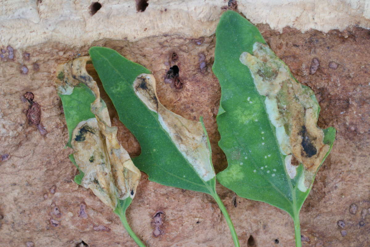 Six-spot Crest (Chrysoesthia sexguttella) photographed at Aylesham  by Dave Shenton 