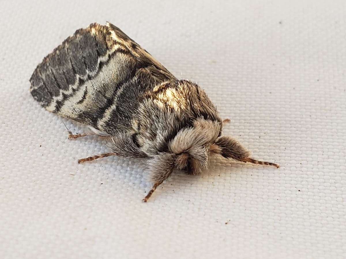 Lunar Marbled Brown (Drymonia ruficornis) photographed in Kent by Phil Ambler