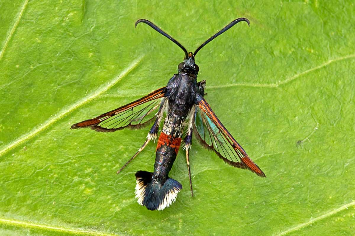 Red-tipped Clearwing (Synanthedon formicaeformis) photographed at Boughton-under-Blean  by Peter Maton