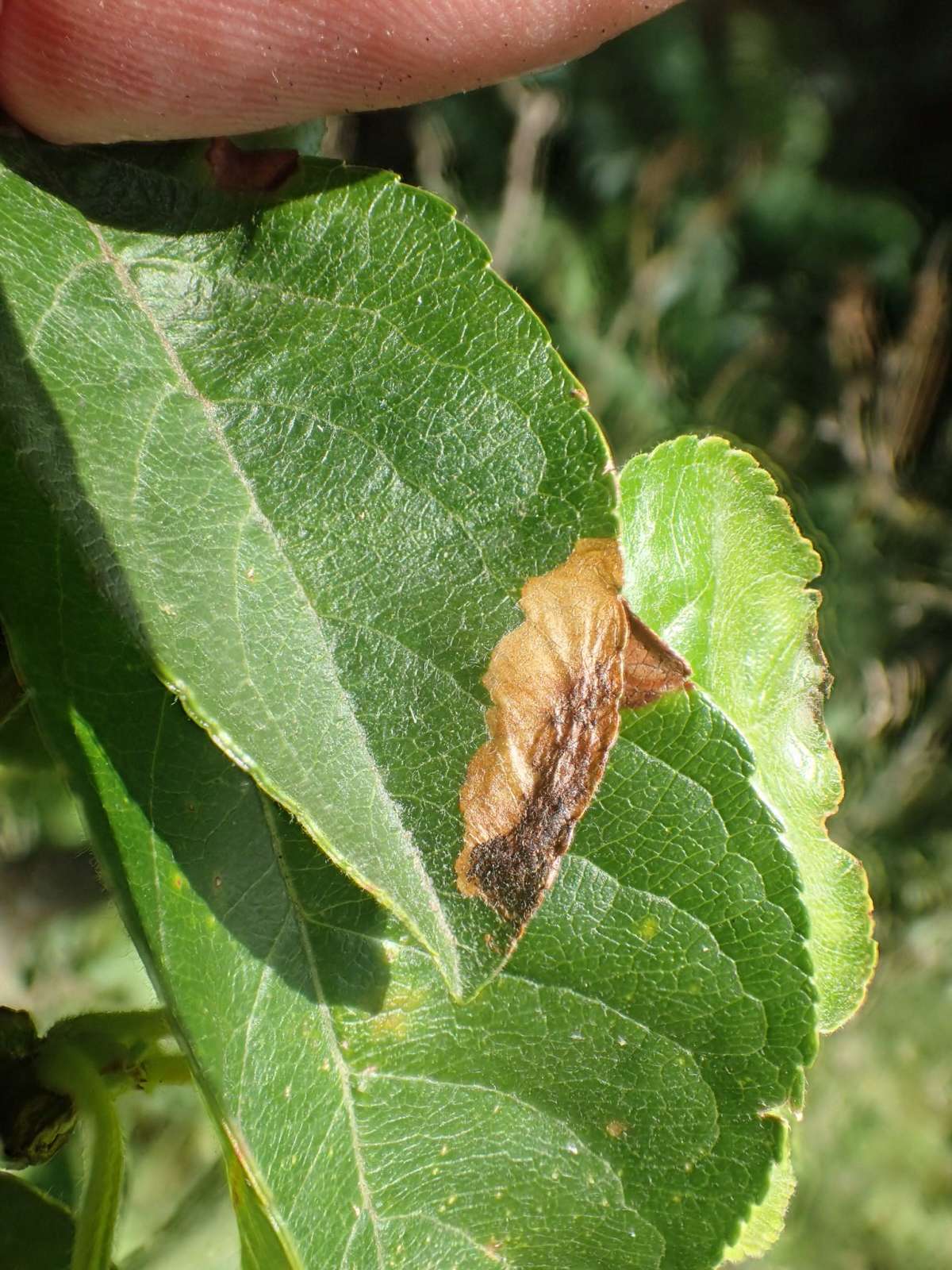 Dusty Apple Pigmy (Bohemannia pulverosella) photographed in Kent by Dave Shenton 