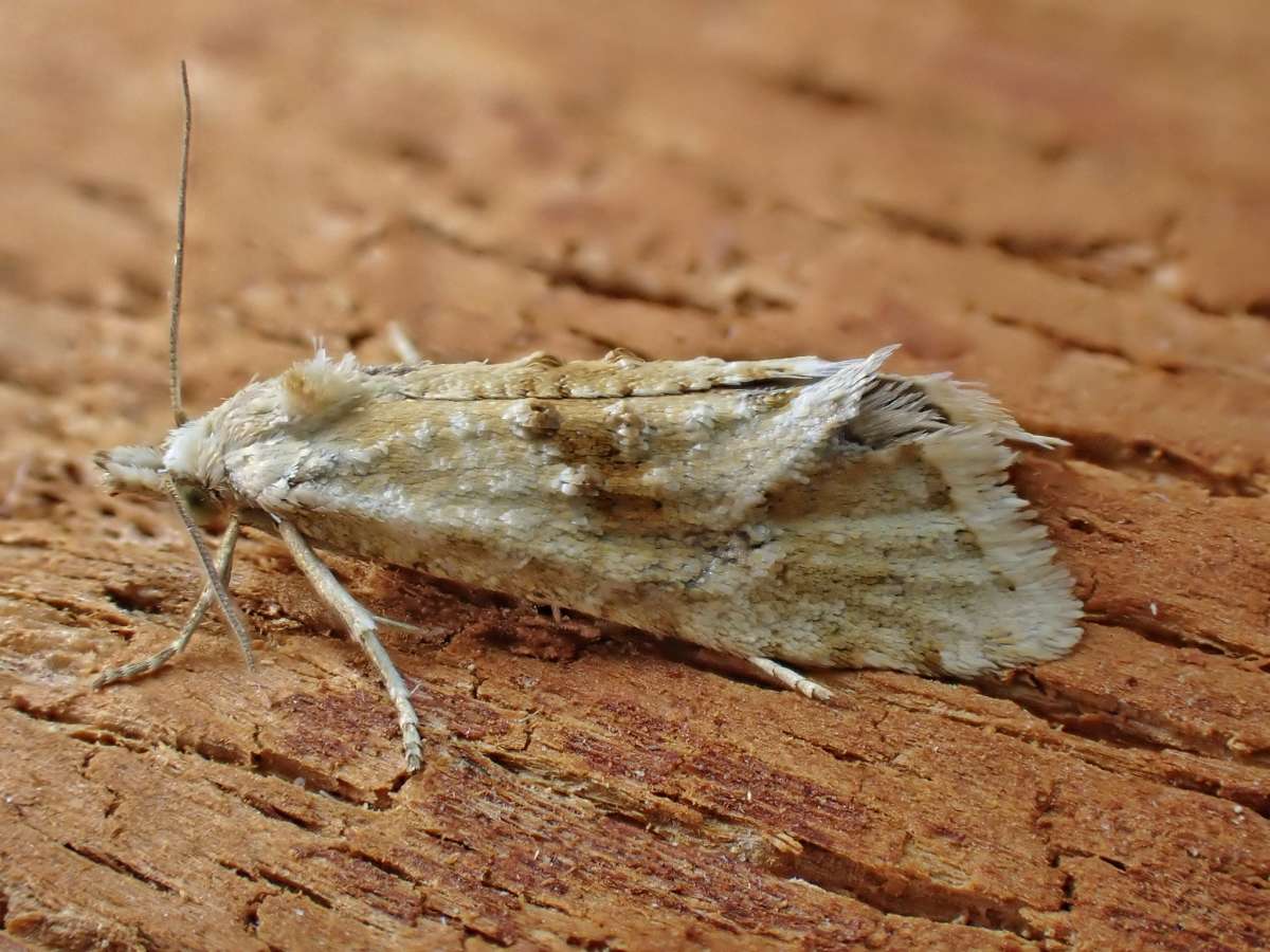 Straw Conch (Cochylimorpha straminea) photographed in Kent by Antony Wren 