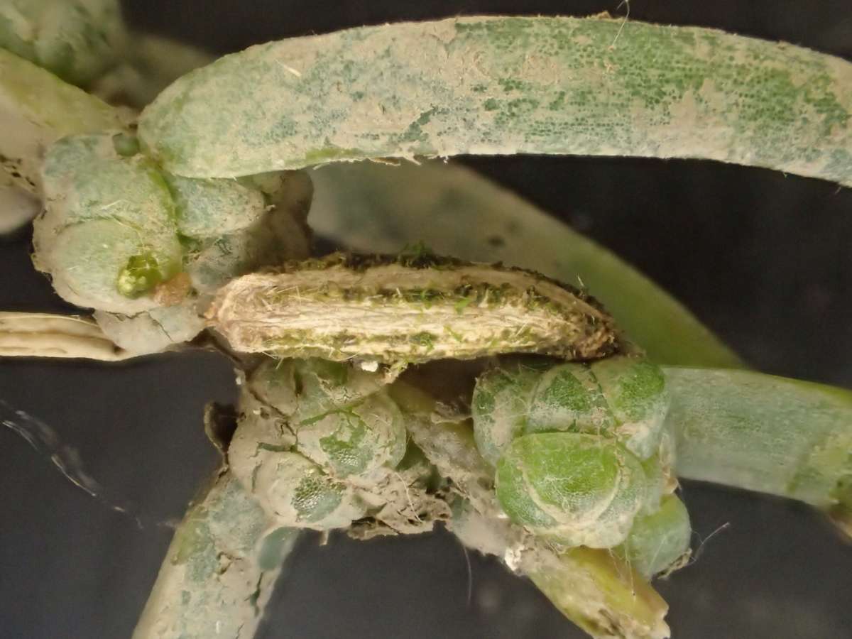 Saltmarsh Case-bearer (Coleophora atriplicis) photographed at Oare Marshes by Dave Shenton 