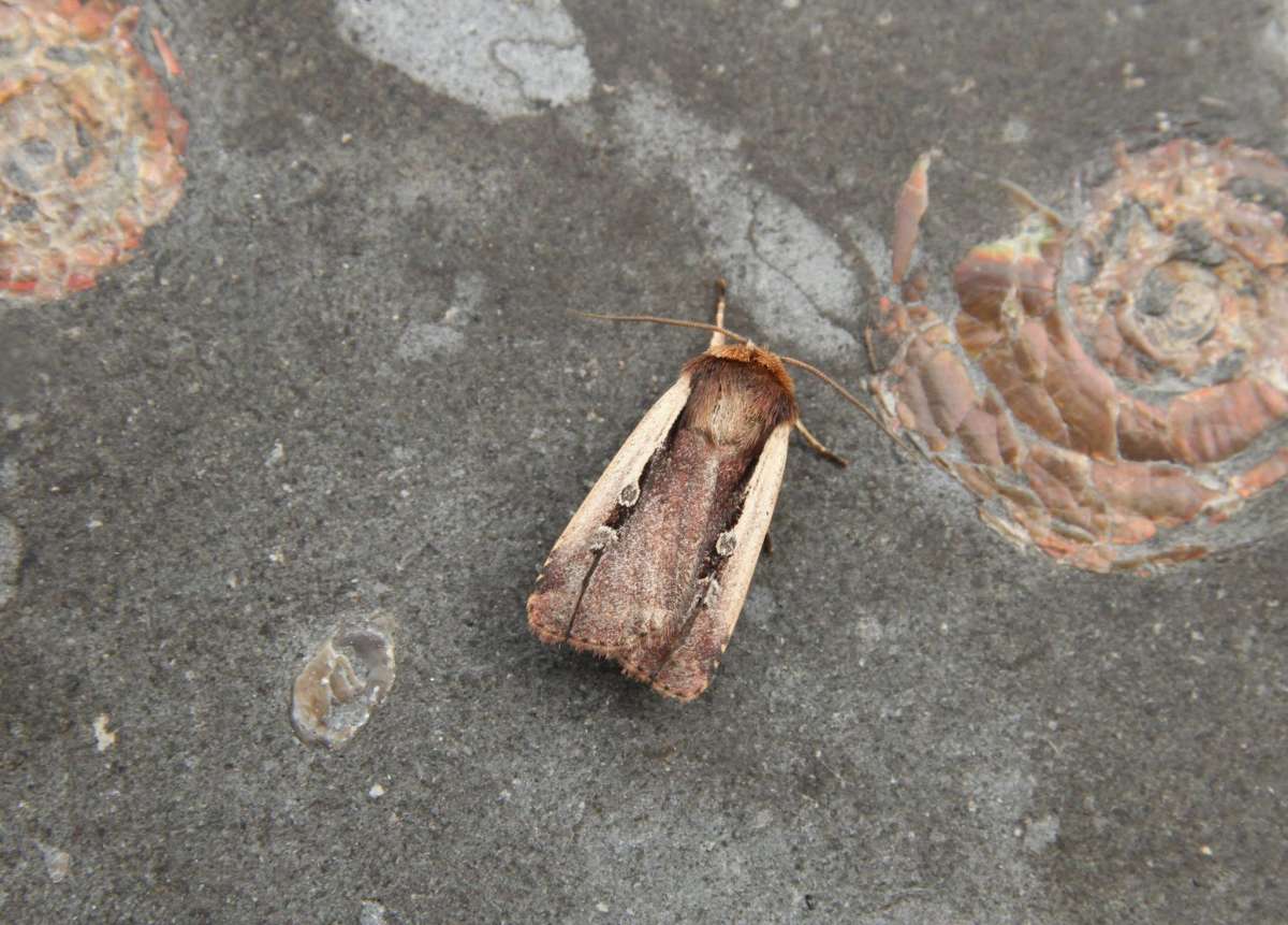 Flame Shoulder (Ochropleura plecta) photographed in Kent by Ian Hodgson