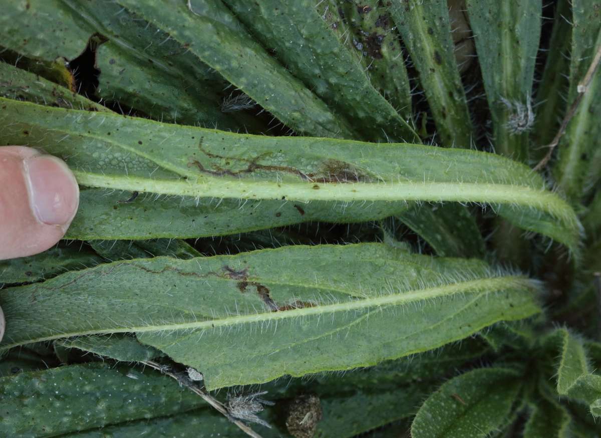 Echium Leaf-miner (Dialectica scalariella) photographed in Kent by Will Langdon 