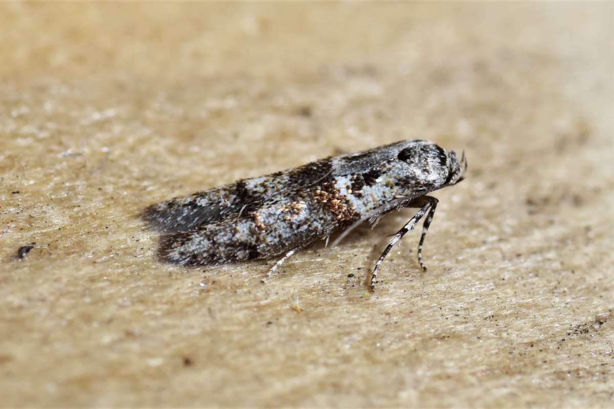 Marsh Dowd (Blastobasis rebeli) photographed in Kent by Antony Wren