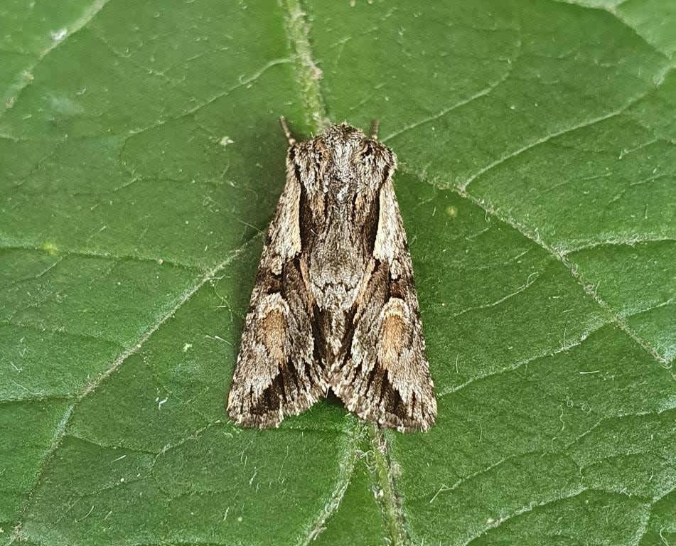 Pale-shouldered Cloud (Chloantha hyperici) photographed in Kent by Ian Roberts