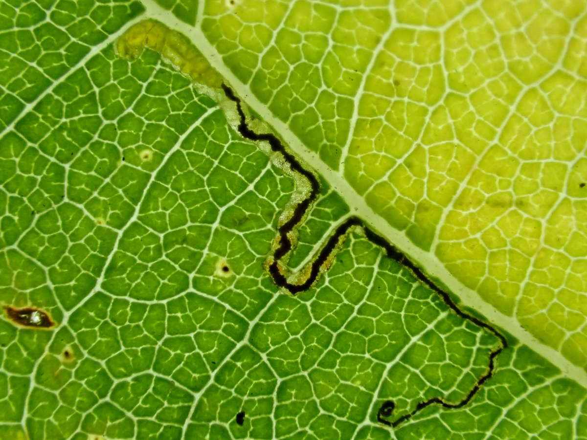 Common Oak Pigmy (Stigmella roborella) photographed at Aylesham  by Dave Shenton 