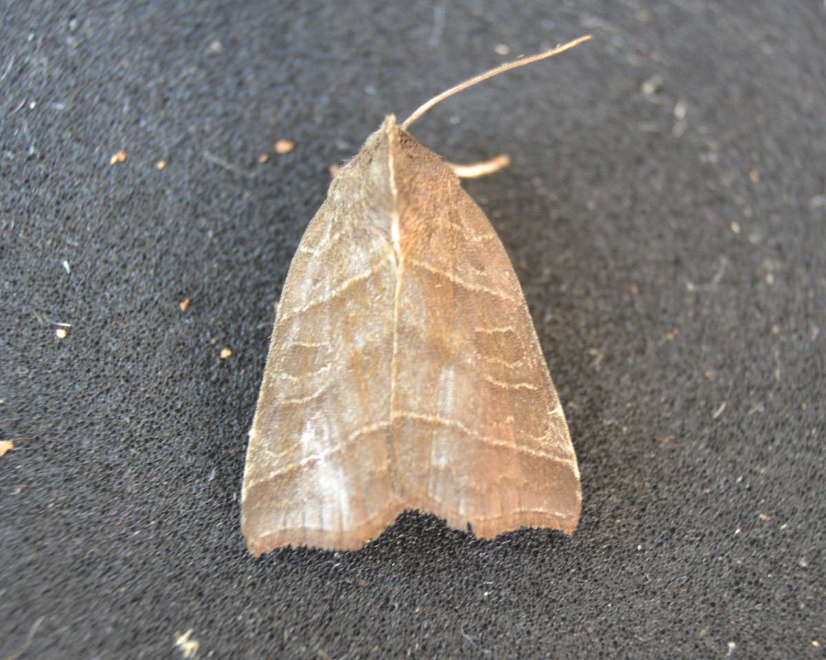 Double Kidney (Ipimorpha retusa) photographed at Hythe  by Paul Howe