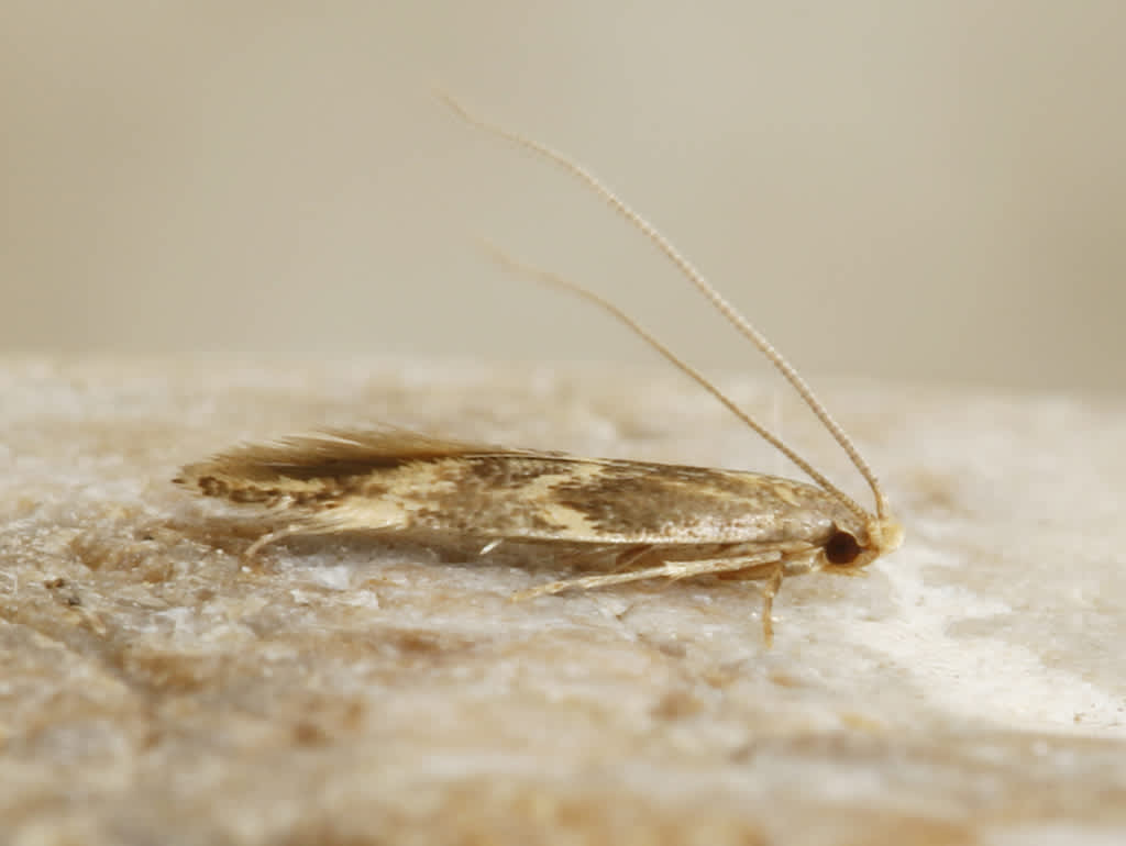 Yellow V Moth (Oinophila v-flava) photographed at Ramsgate  by David Beadle 