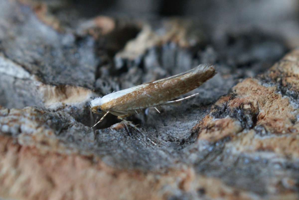 Large Beech Argent (Argyresthia semitestacella) photographed at Fredville Park, Nonington  by Dave Shenton 