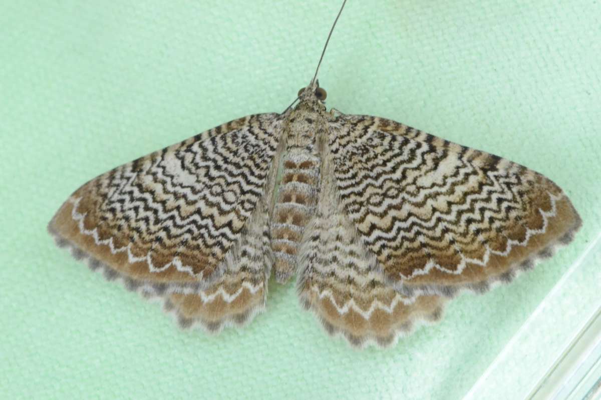 Scallop Shell (Rheumaptera undulata) photographed at Packing Wood by Alan Stubbs 