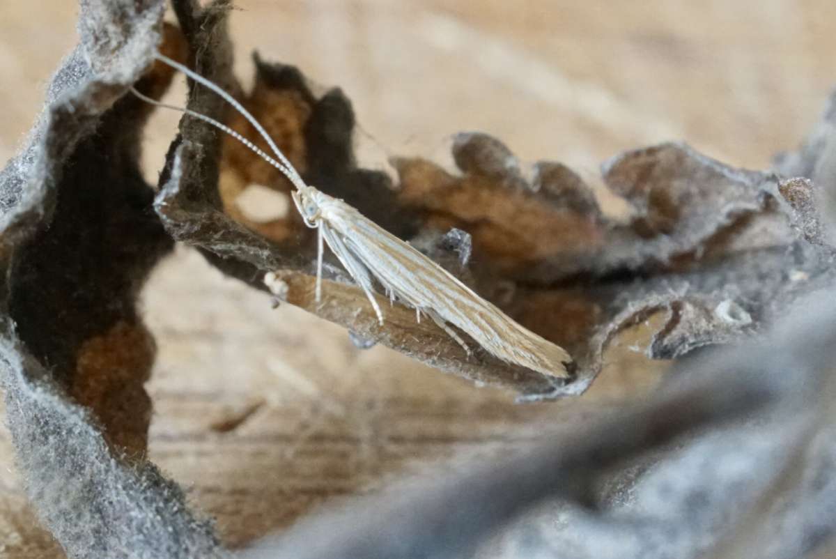 Verge Case-bearer (Coleophora trochilella) photographed in Kent by Dave Shenton 