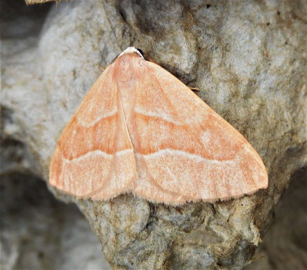 Barred Red (Hylaea fasciaria) photographed in Kent by John Dale 