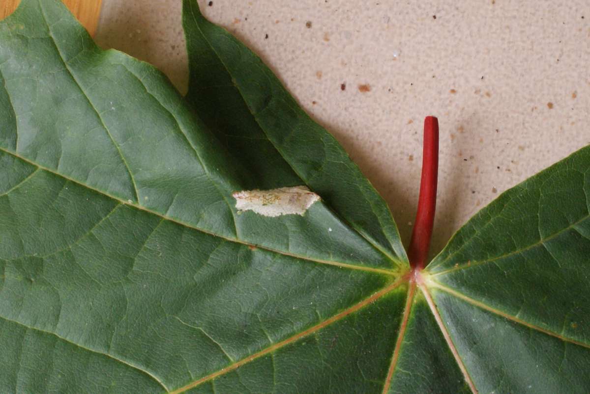 White-bodied Midget (Phyllonorycter joannisi) photographed in Kent by Dave Shenton 