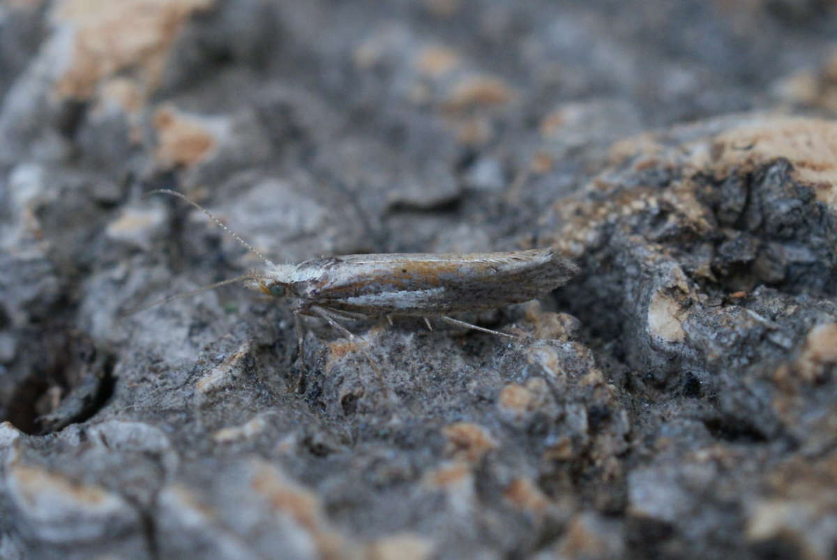 White-shouldered Smudge (Ypsolopha parenthesella) photographed in Kent by Dave Shenton