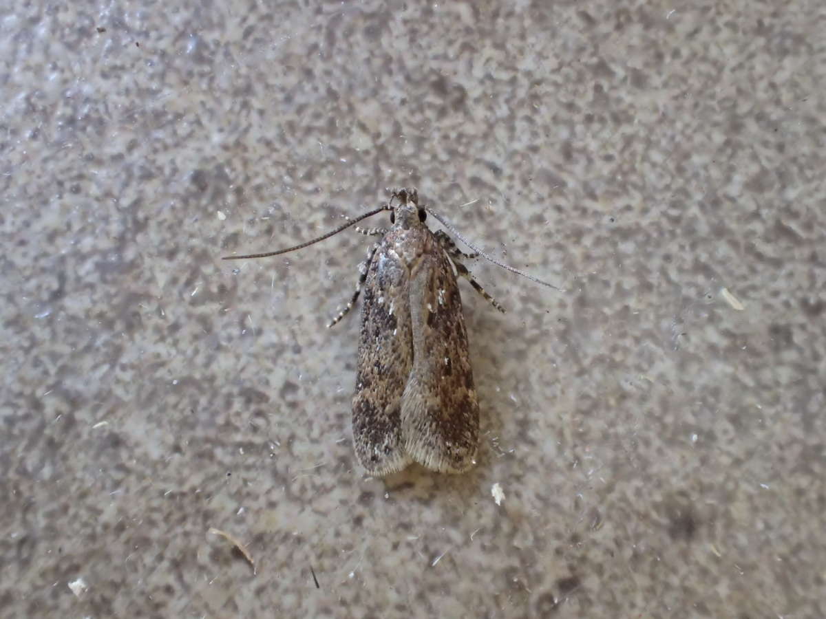 Eastern Groundling (Chionodes distinctella) photographed at Sandwich Bay by Dave Shenton 