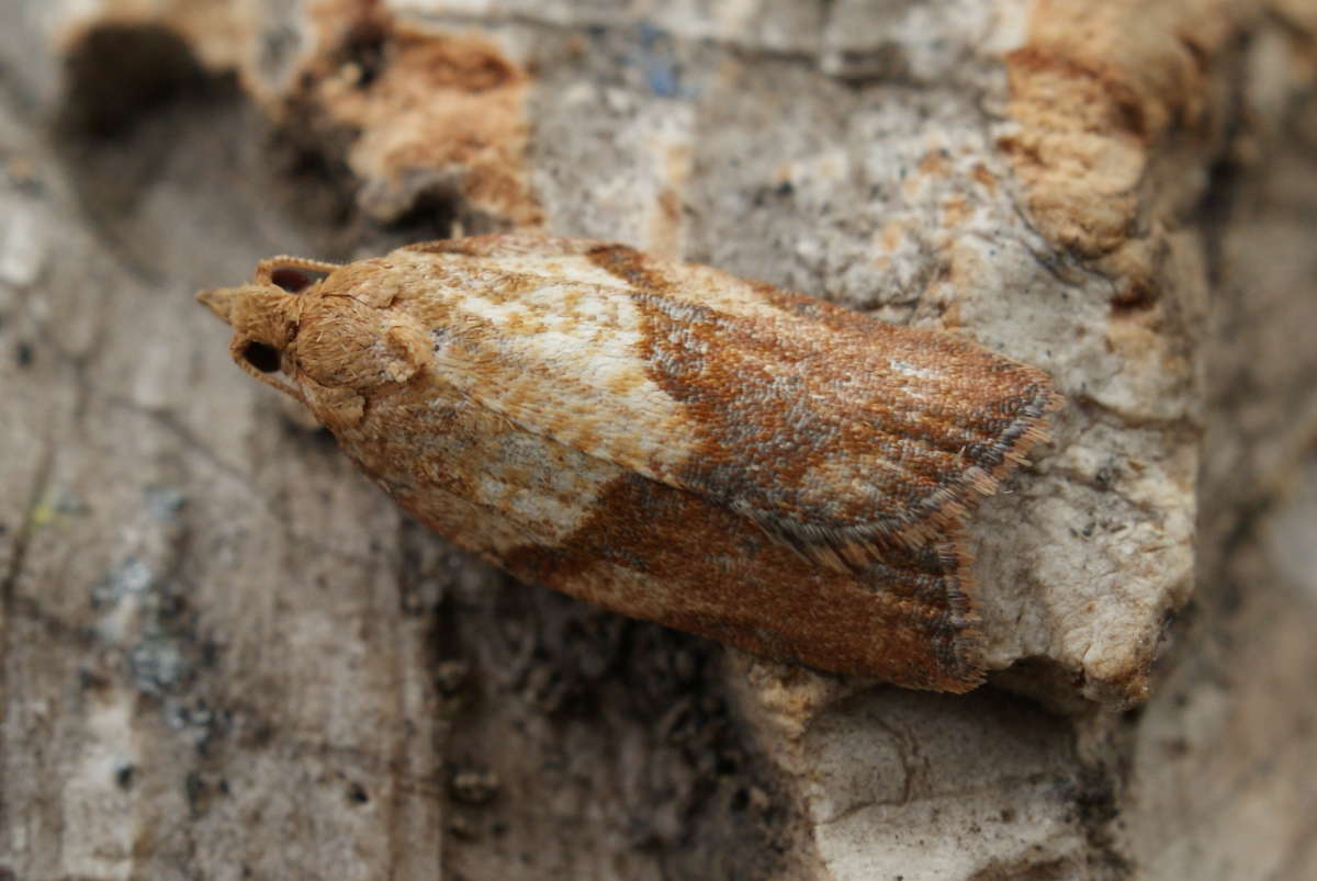 Light Brown Apple Moth (Epiphyas postvittana) photographed at Aylesham  by Dave Shenton 