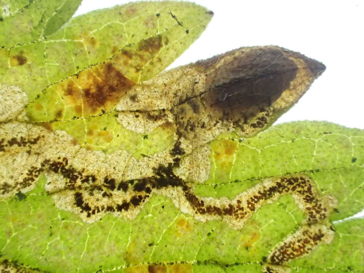 Agrimony Pigmy (Ectoedemia agrimoniae) photographed in Kent by Dave Shenton 