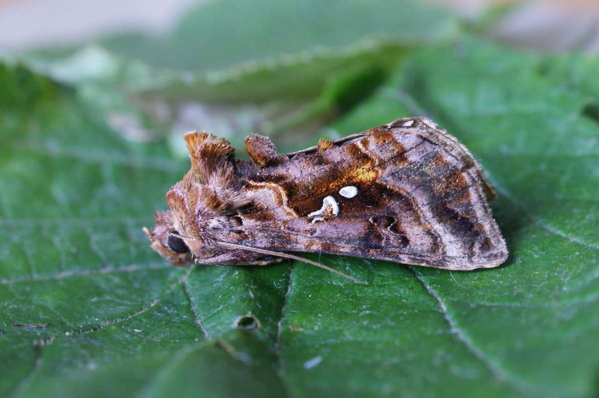 Beautiful Golden Y (Autographa pulchrina) photographed at Aylesham  by Dave Shenton 