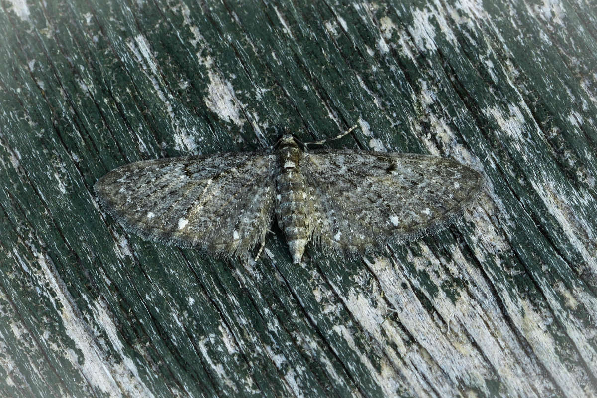 White-spotted Pug (Eupithecia tripunctaria) photographed in Kent by Carol Strafford 