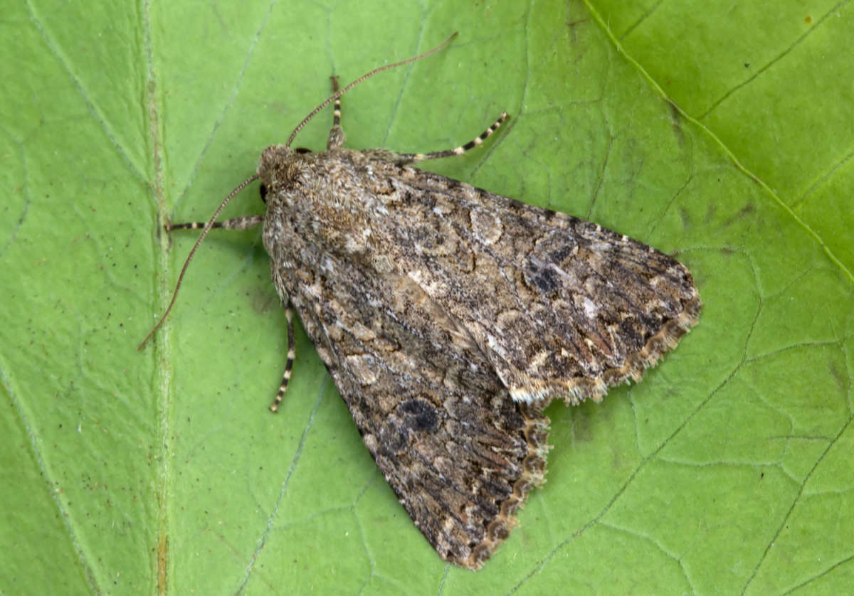 The Nutmeg (Anarta trifolii) photographed in Kent by Peter Maton 