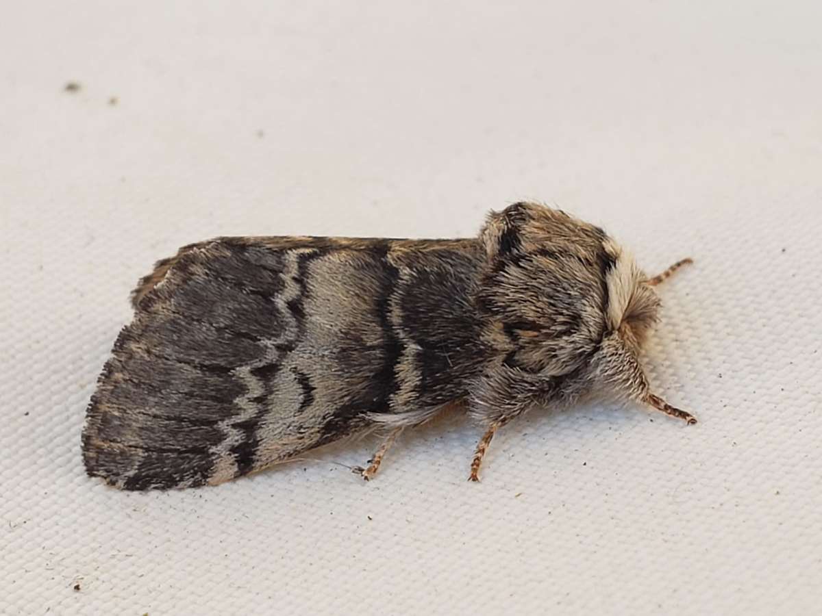 Lunar Marbled Brown (Drymonia ruficornis) photographed in Kent by Phil Ambler 