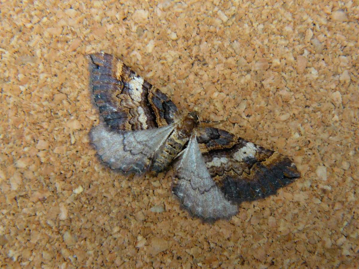 Shoulder Stripe (Earophila badiata) photographed in Kent by Fred Butcher
