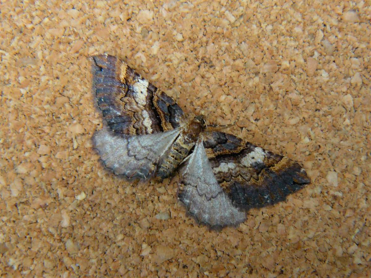 Shoulder Stripe (Earophila badiata) photographed in Kent by Fred Butcher