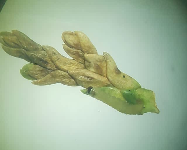 Triple-barred Argent (Argyresthia trifasciata) photographed at Sevenoaks by Phil Ambler