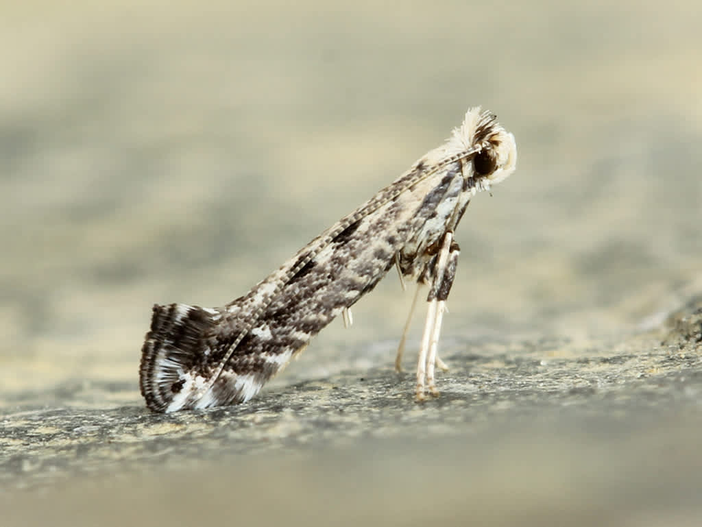 Blackthorn Slender (Parornix torquillella) photographed in Kent by David Beadle 