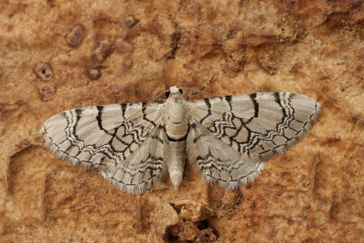 Netted Pug (Eupithecia venosata) photographed in Kent by Dave Shenton 