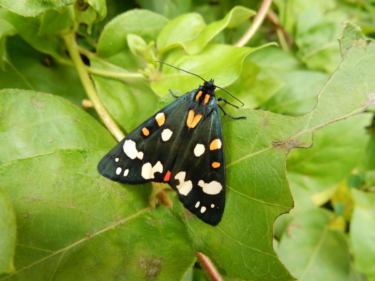 Scarlet Tiger (Callimorpha dominula) photographed in Kent by Kevin Duvall