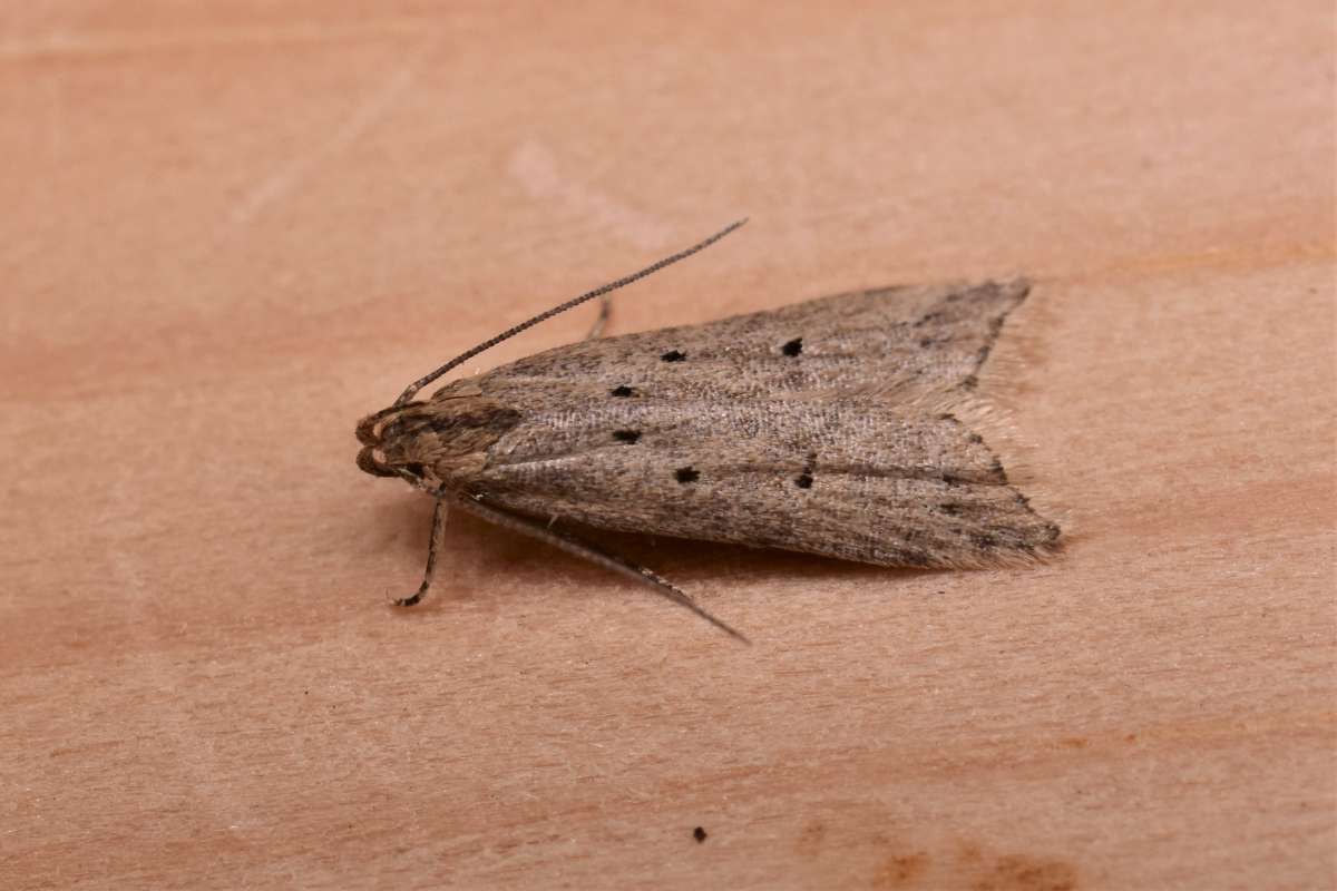 Fen Crest (Brachmia inornatella) photographed in Kent by Antony Wren