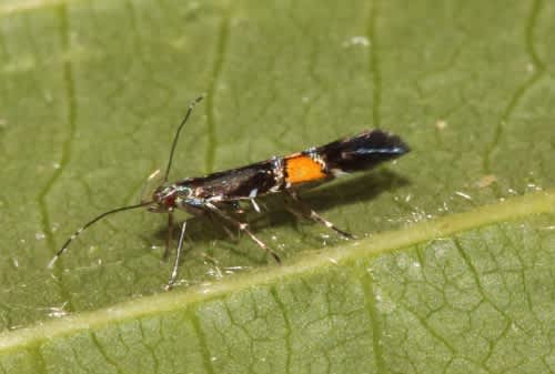 Marsh Cosmet (Cosmopterix orichalcea) photographed at West Blean by David Shute